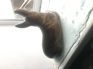 Собака