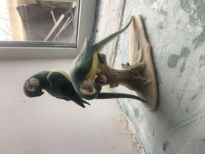 Попугайчики.