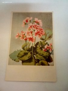 Открытки рисованные цветы изв.художников 1920-1970 годы