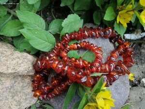 Бусы Янтарь 83 гр.