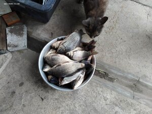 Ловись рыбка большая и очень большая...