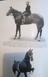 Кн.Урусов .Книга о лошади. 1911 г 3 издание.