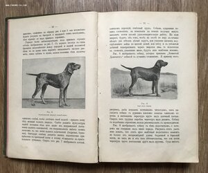 Оберлендер. Дрессировка и натаска подружейных собак. 1904