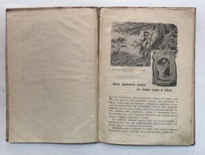 Как привлечь птиц в наши сады и леса. 1912 год