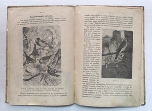 Как привлечь птиц в наши сады и леса. 1912 год