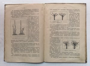 Как привлечь птиц в наши сады и леса. 1912 год