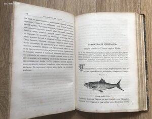 Рыболовство в России всеми орудиями во все времена года 1876