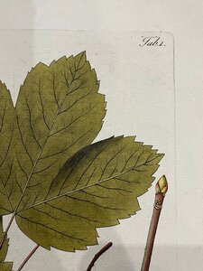 Книга SCHMIDT, ÖSTERREICHS ALLGEMEINE BAUMZUCHT, 1792 год