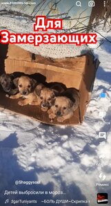 ПОМОЩЬ ПРИЮТУ!