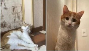 ПОМОЩЬ ПРИЮТУ!