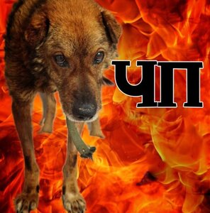 ПОМОЩЬ ПРИЮТУ!