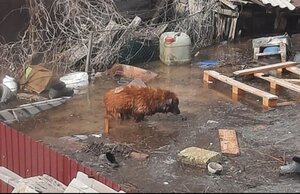ПОМОЩЬ ПРИЮТУ!