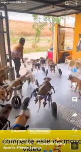ПОМОЩЬ ПРИЮТУ!
