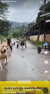 ПОМОЩЬ ПРИЮТУ!