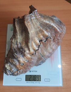 Зуб мамонта 2189 кг. отличное состояние покрыт бц лаком