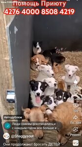 ПОМОЩЬ ПРИЮТУ!