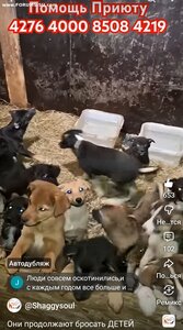 ПОМОЩЬ ПРИЮТУ!