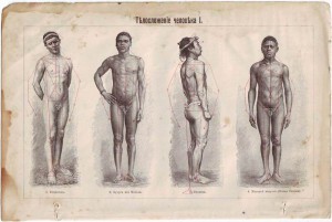 Гравьюры: Телосложение человЪка.