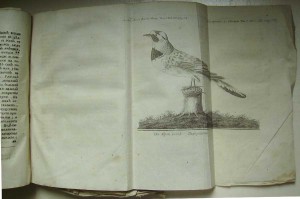 1771г путешествие из СПб до Черкаска