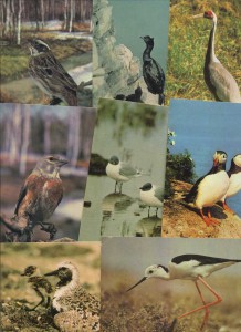 Наборы открыток "Птицы".