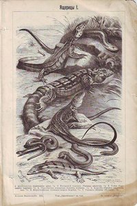 Гравюры 5 шт. Птицы, животные.