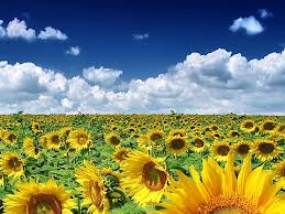 Подстаканники и конфетницы,серебро.