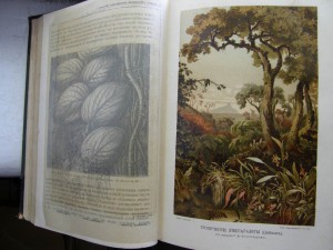 Жизнь растений. Двухтомник. 1896г.