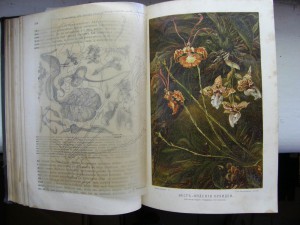 Жизнь растений. Двухтомник. 1896г.