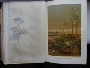 Жизнь растений. Двухтомник. 1896г.