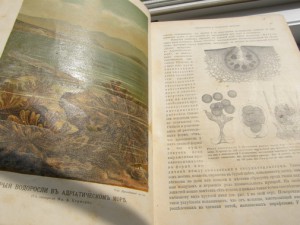 Кернер. Жизнь растений 1896г.