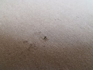 Куплю генеральский китель образца 50-60 годов